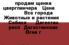 продам щенка цвергпинчера › Цена ­ 15 000 - Все города Животные и растения » Собаки   . Дагестан респ.,Дагестанские Огни г.